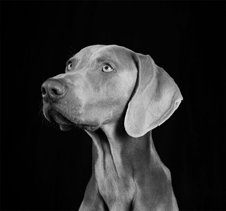 Canine bw